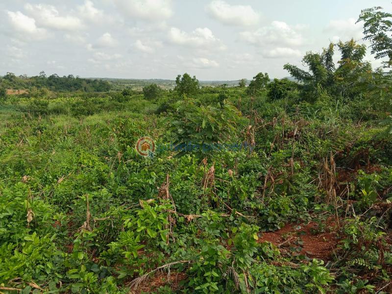Land For Sale Between Winneba And Apam Effutu Municipal Central Region - 0