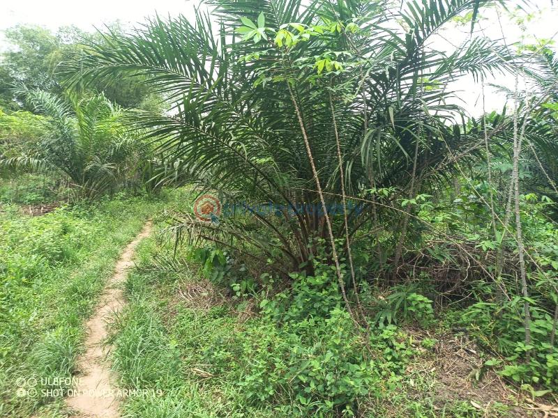 Land For Sale Apam Ekumfi District Gomoa West Central Region - 1