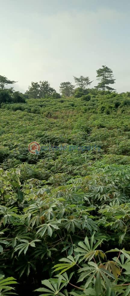 Land For Sale Deveme Twum Akuapim North Eastern Region - 0