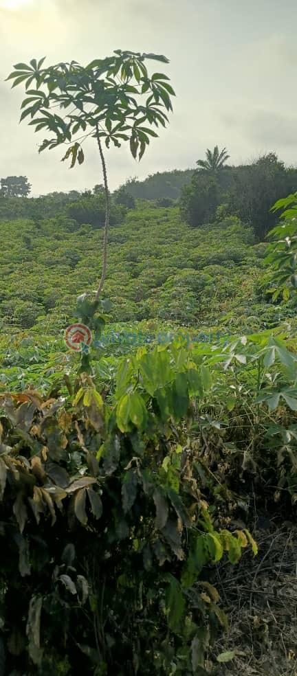 Land For Sale Deveme Twum Akuapim North Eastern Region - 2