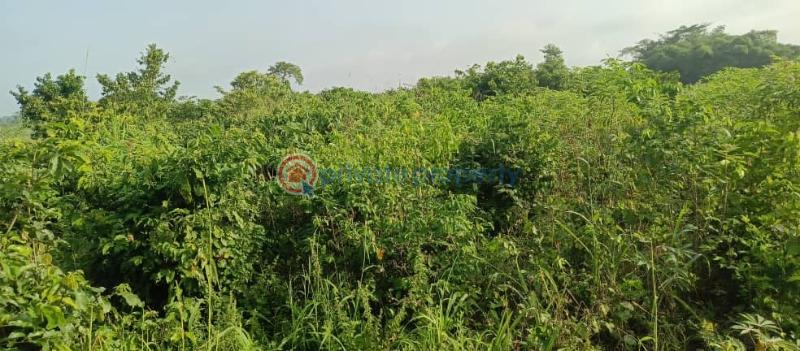 Land For Sale Deveme Twum Akuapim North Eastern Region - 1