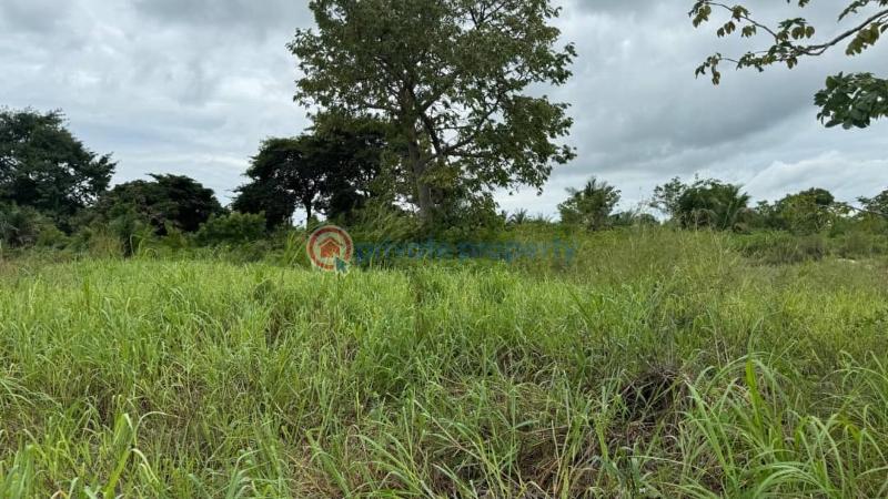 Land For Sale Woadze Afadzato South District Afadjato South Volta Region - 3