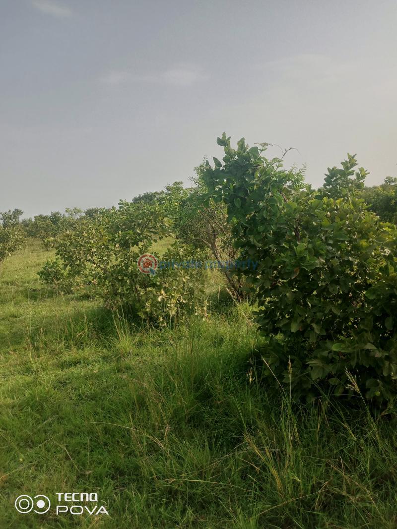 Land For Sale Estate Kintampo South Brong Ahafo - 2