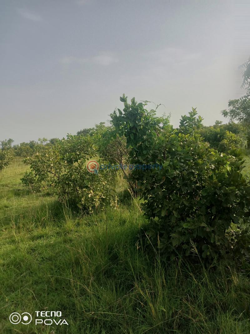 Land For Sale Estate Kintampo South Brong Ahafo - 5