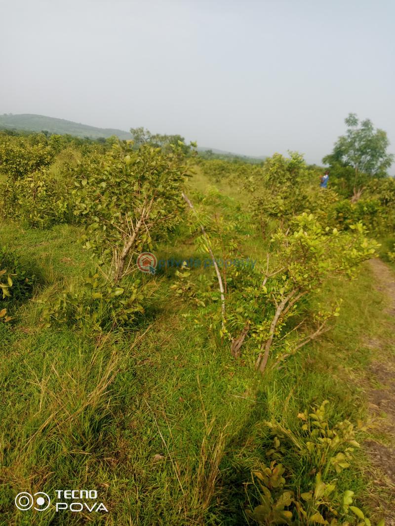 Land For Sale Estate Kintampo South Brong Ahafo - 4