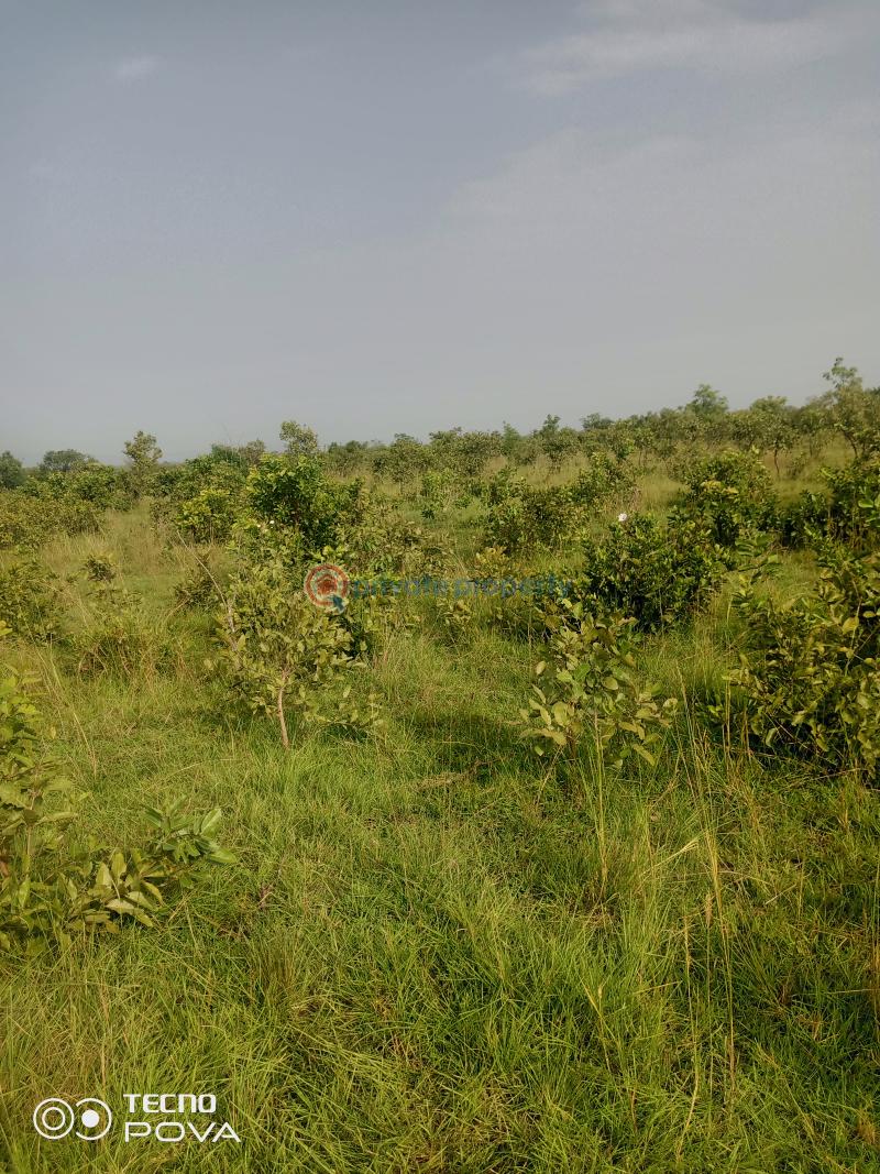 Land For Sale Estate Kintampo South Brong Ahafo - 1