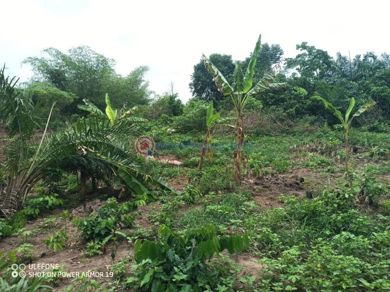 Land For Sale Dan Oti Region Ho Municipal Volta Region - 1