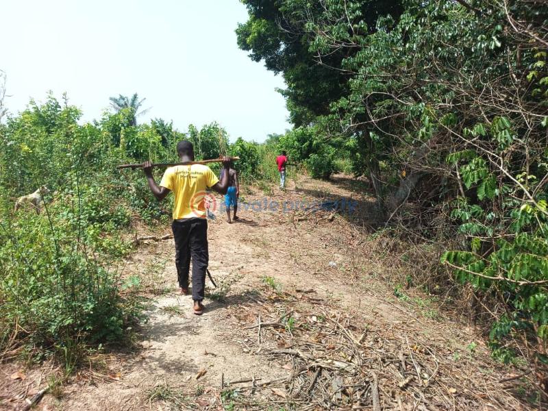 Land For Sale Afadjato South Volta Region - 26
