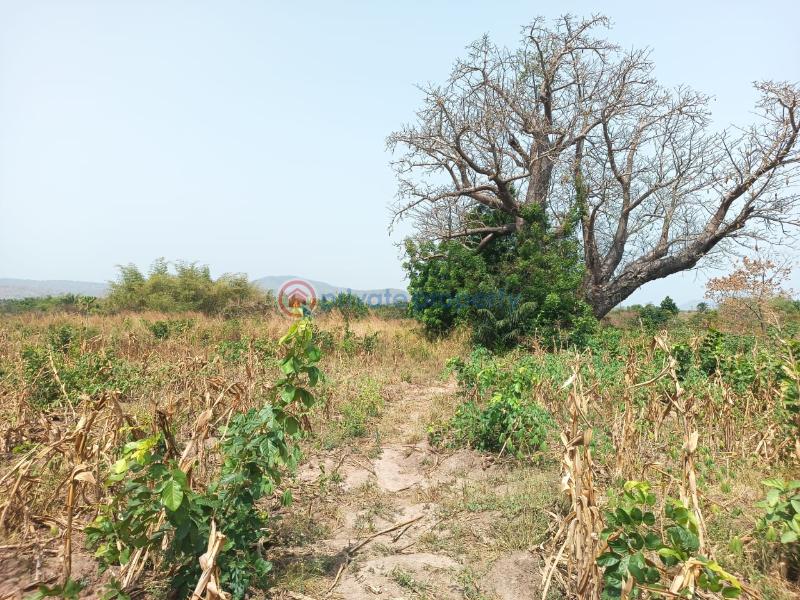 Land For Sale Afadjato South Volta Region - 11