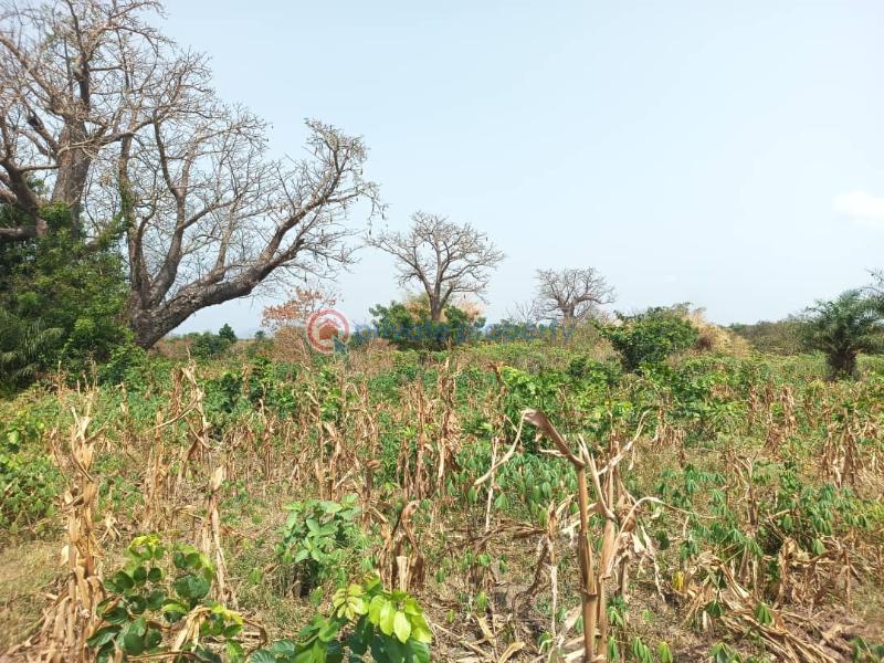Land For Sale Afadjato South Volta Region - 32