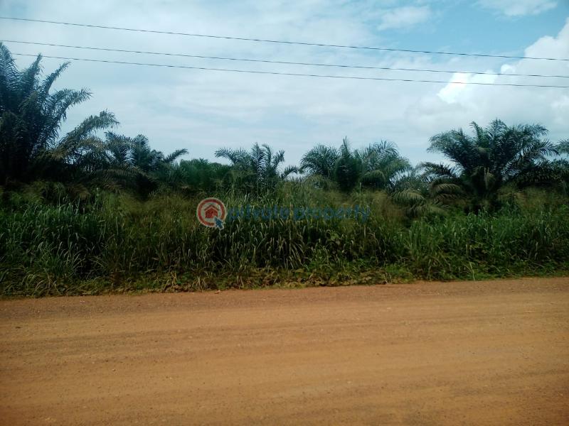 Land For Sale Twifo/Heman/Lower Denkyira Central Region - 2