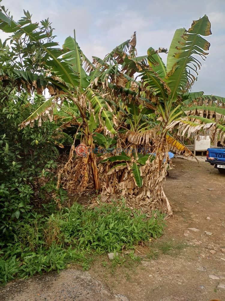 Land For Sale Near St. Johns Abc Achimota Accra - 5