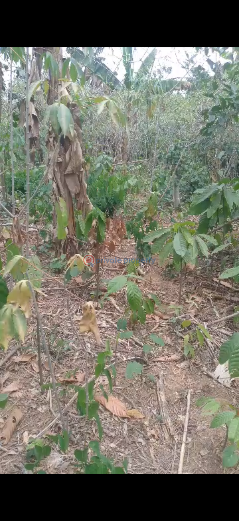 Land For Sale Ahafo Ano South Ashanti - 0