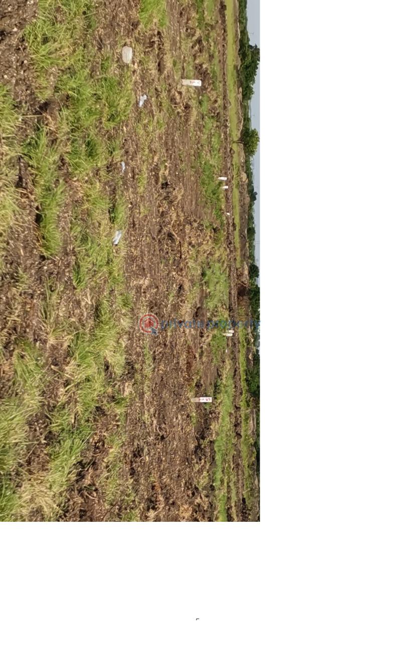 Land For Sale Central University Tsopoli Ningo Prampram District Accra - 0