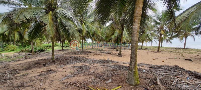 Land For Sale Dutch Komenda Elmina Komenda/Edina/Eguafo/Abirem Municipal Central Region - 3