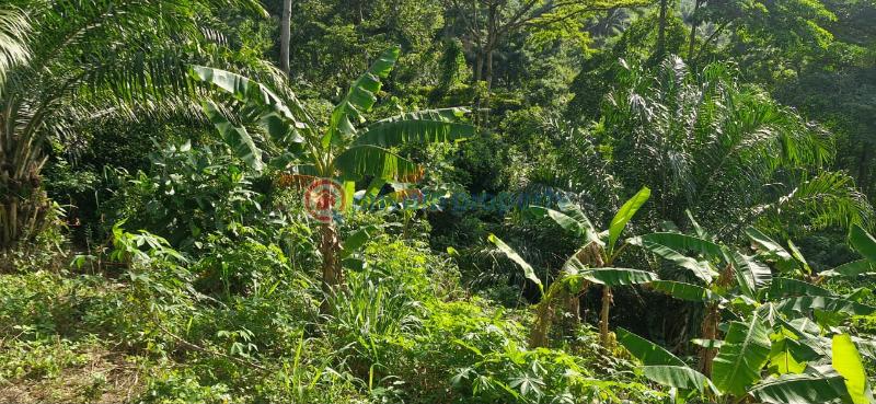 Land For Sale Aburi Mountains Apostolic Church Adenta Municipal Accra - 3