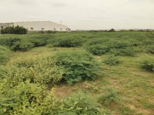 10 bedroom Land For Sale Tema Community 25 Tema Accra