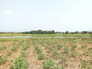 Land For Sale Afadjato South Volta Region