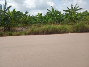 Land For Sale Ejisu, Kumasi Ghana Ejisu Ejisu-Juaben Municipal Ashanti
