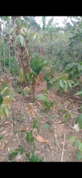 Land For Sale Ahafo Ano South Ashanti
