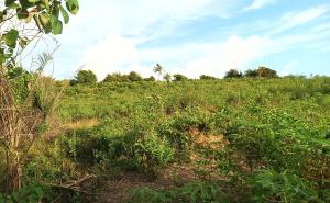 Land For Sale Pakro Off Nsawam Nsawam Akuapim South Municipal Eastern Region